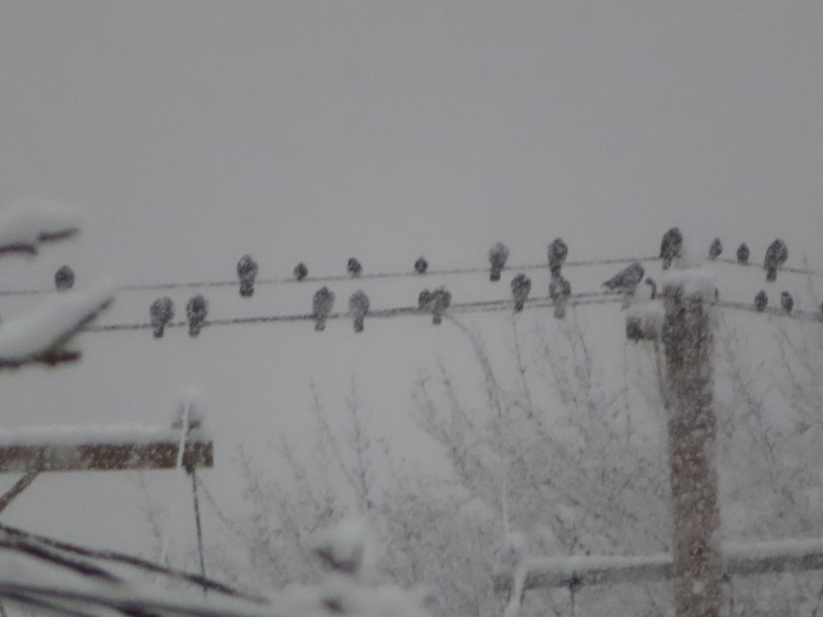 Haitz-usoa (etxekoa) - ML647411423