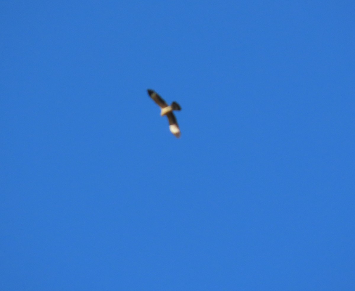 Yellow-headed Caracara - ML647411424