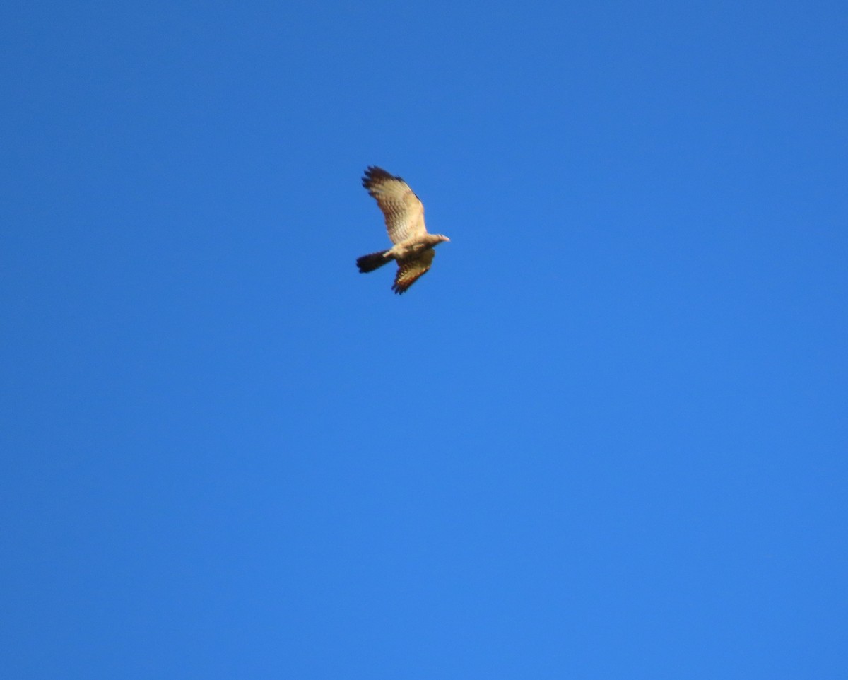 Yellow-headed Caracara - ML647411426