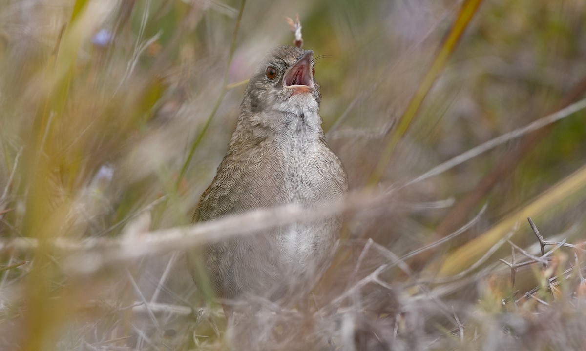 Western Bristlebird - ML647411428