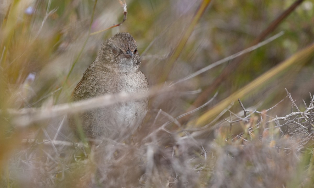 Western Bristlebird - ML647411429