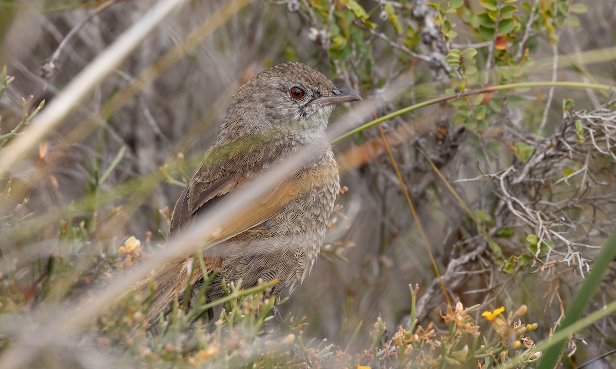 Western Bristlebird - ML647411430