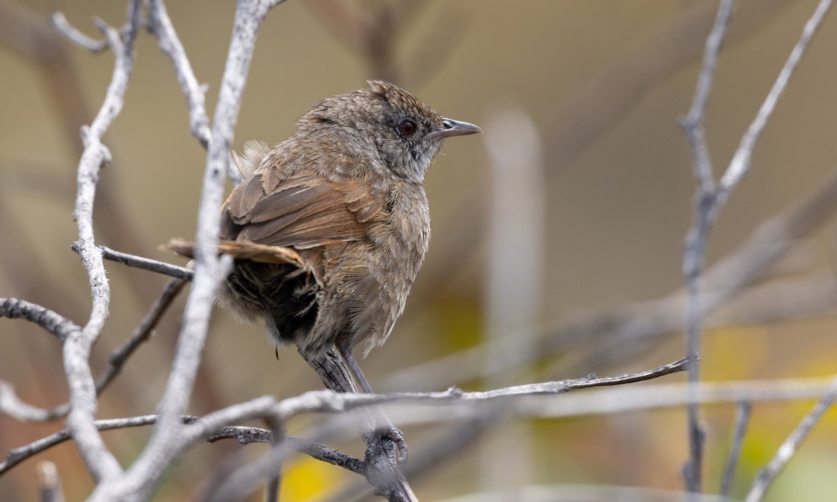 Western Bristlebird - ML647411431