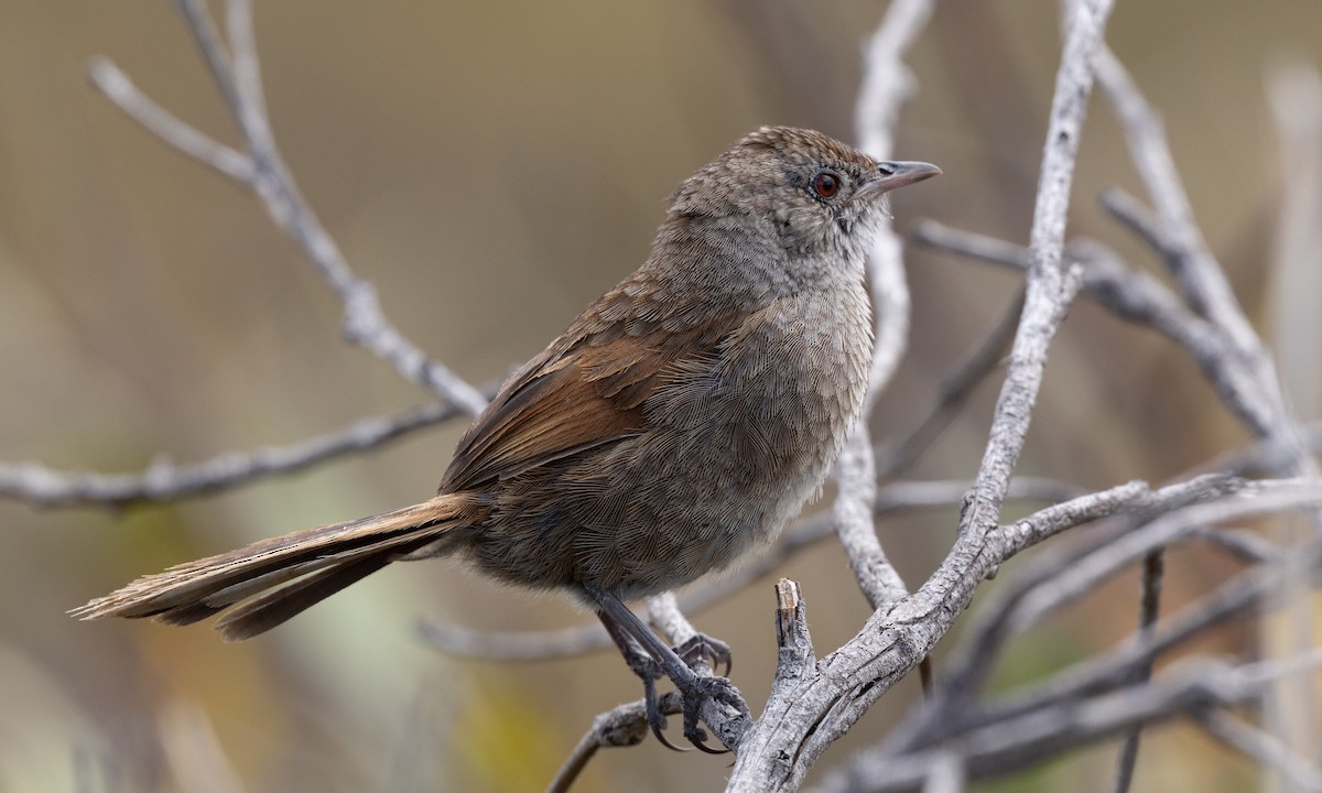 Western Bristlebird - ML647411432