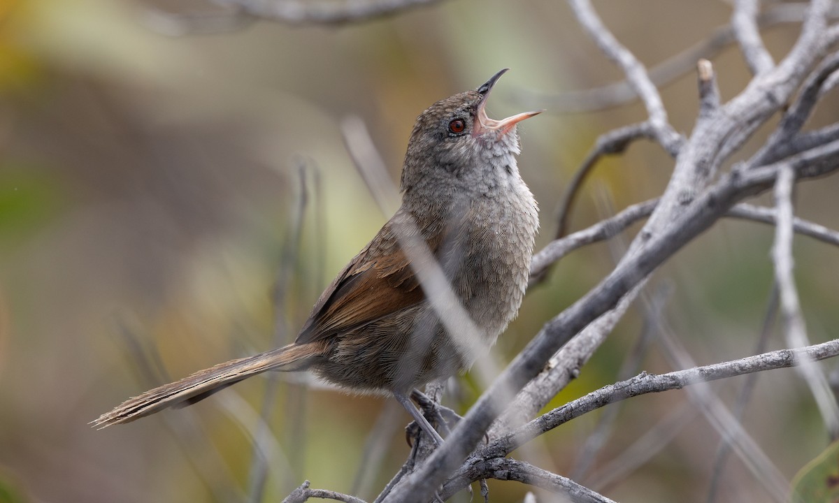 Western Bristlebird - ML647411433