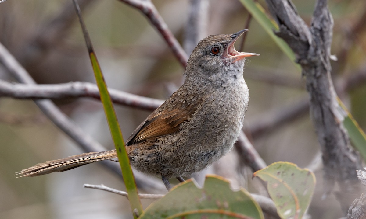 Western Bristlebird - ML647411434