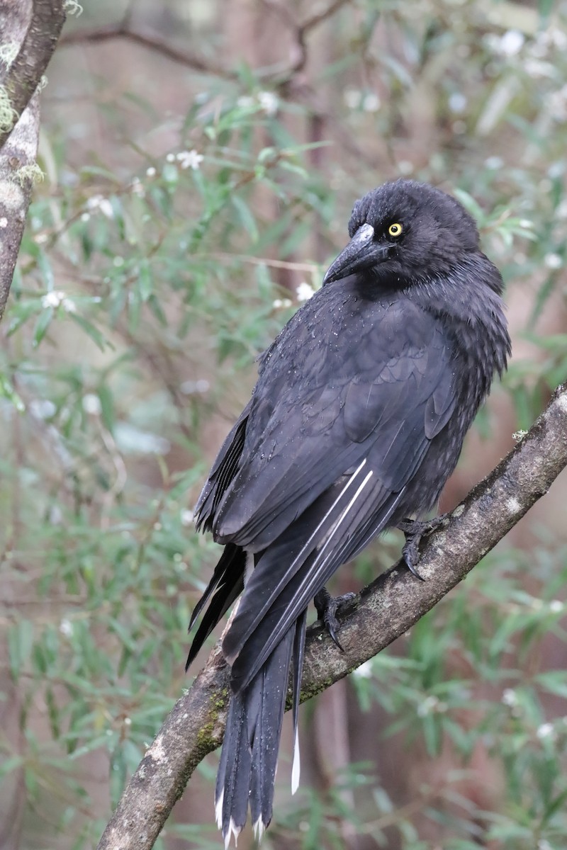 Gray Currawong - ML647411444