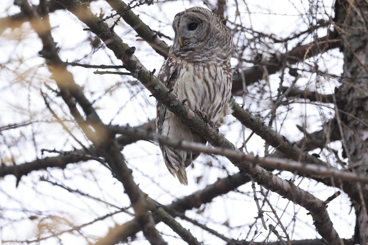 Barred Owl - ML647411446