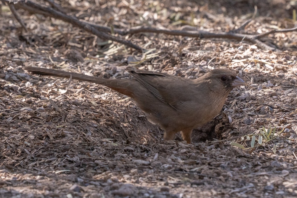 Abert's Towhee - ML647411448