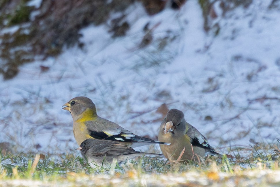 Mokolodi bekainoria - ML647411449