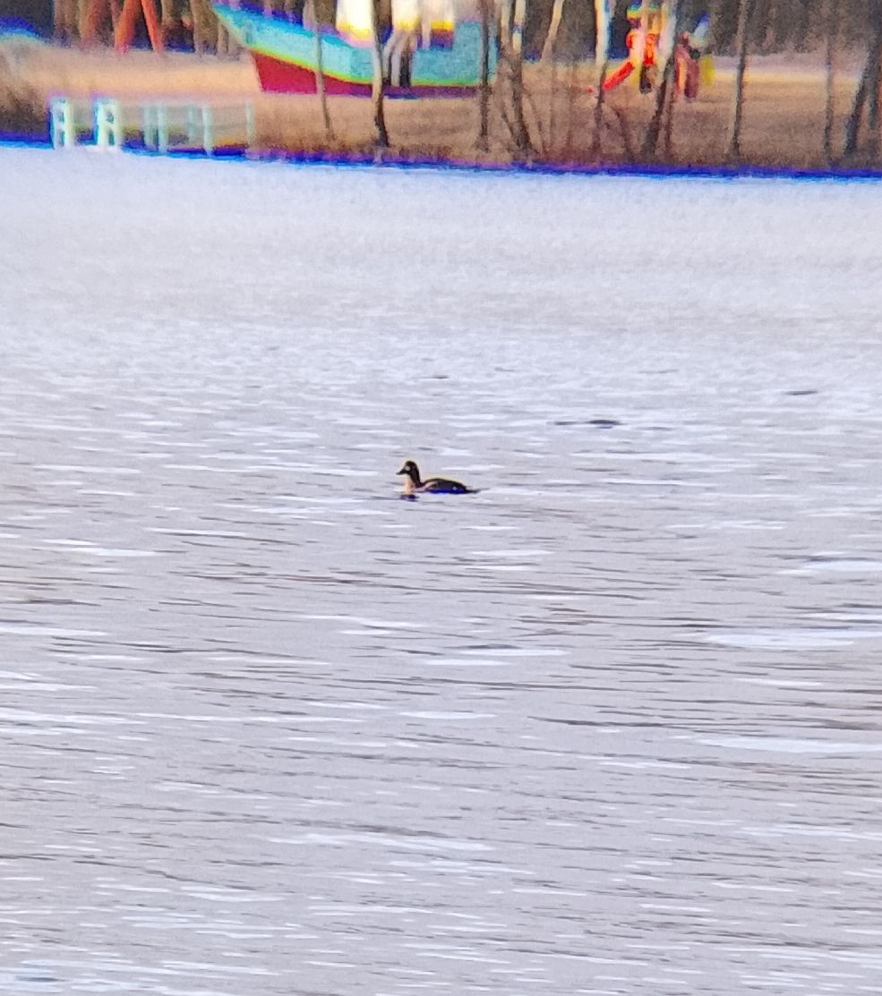 Ahatebeltz hegalzuri europarra - ML647411456