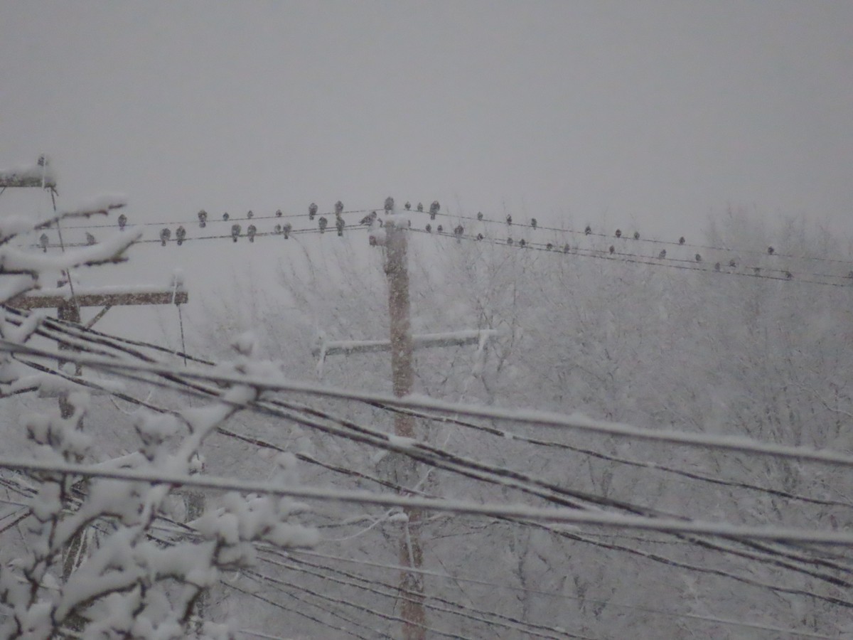 European Starling - ML647411458