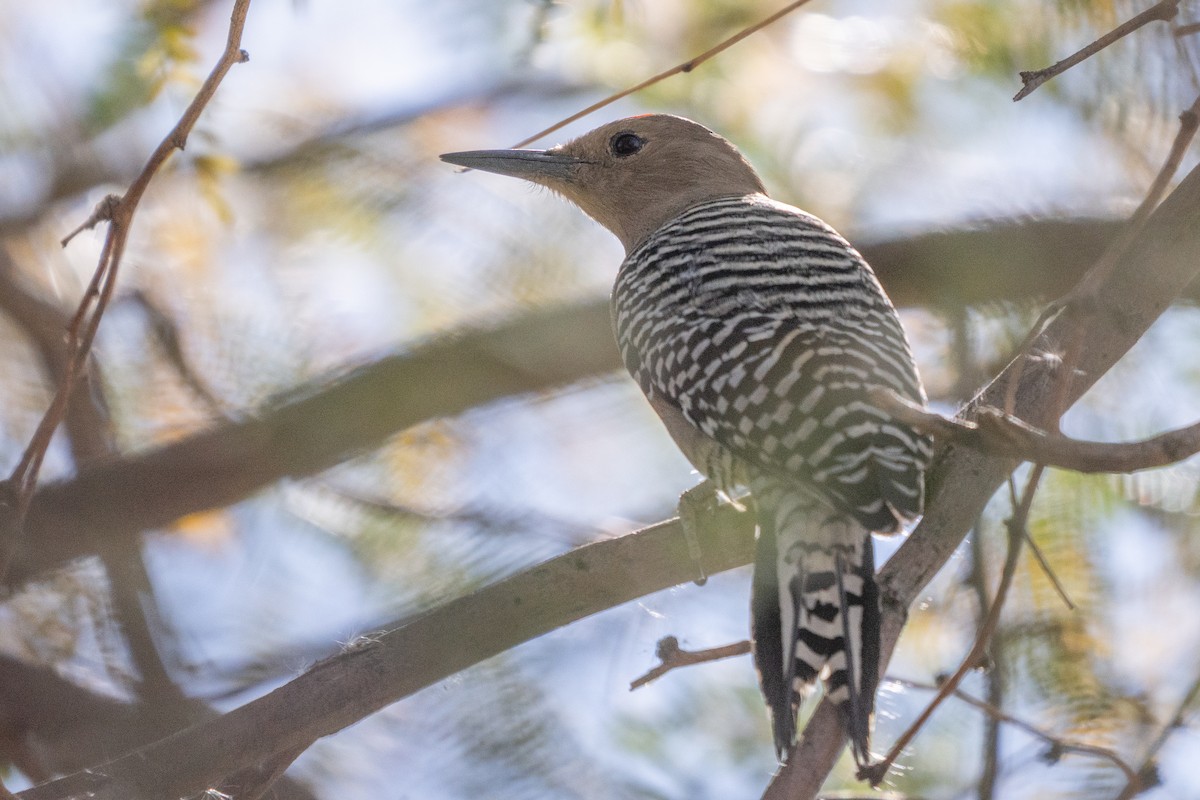Gila Woodpecker - ML647411459