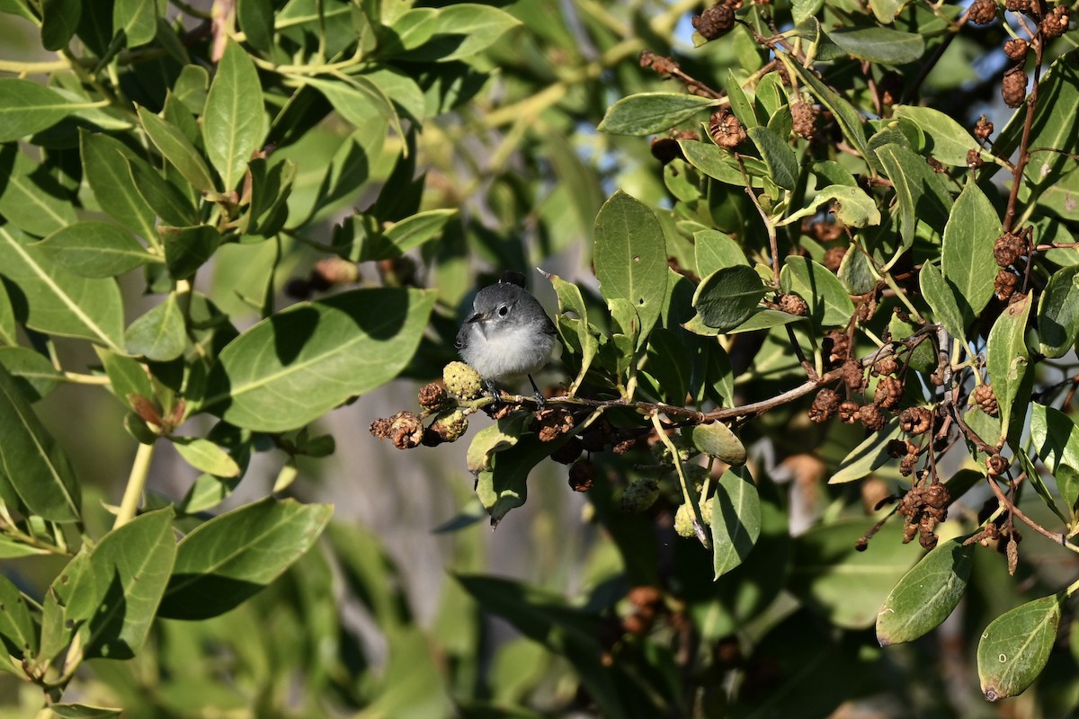 Blue-gray Gnatcatcher - ML647411467