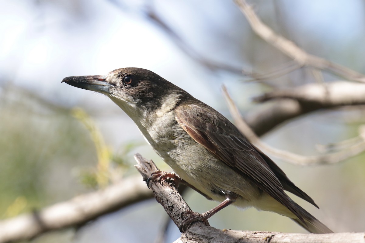 Gray Butcherbird - ML647411501
