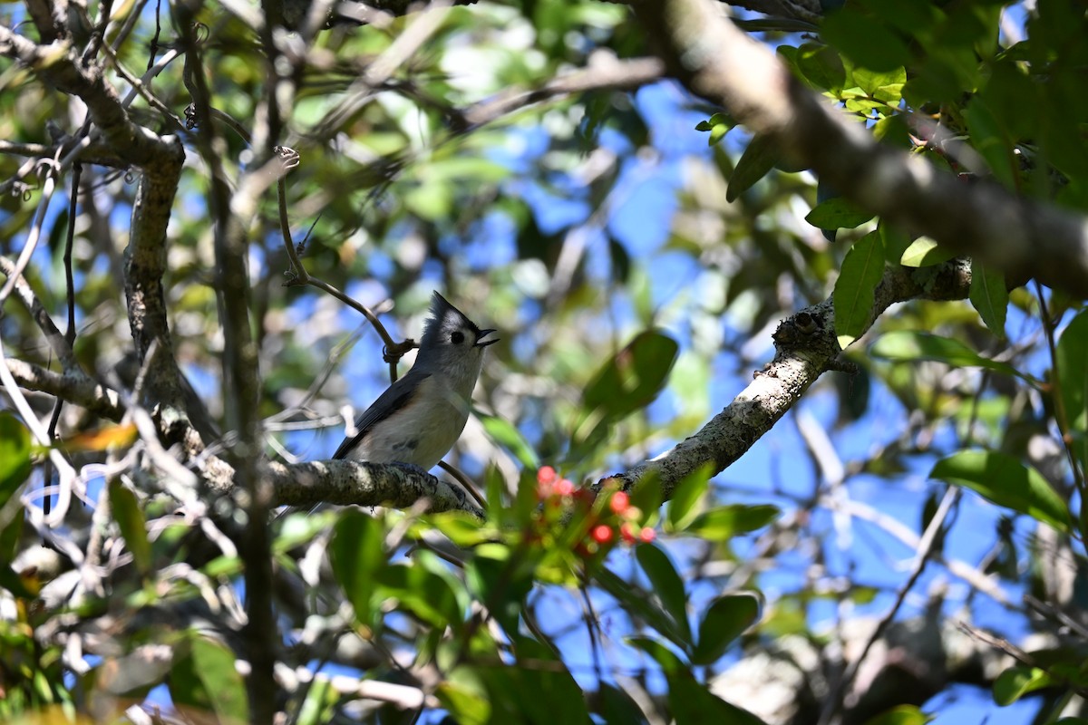 Mésange bicolore - ML647411509