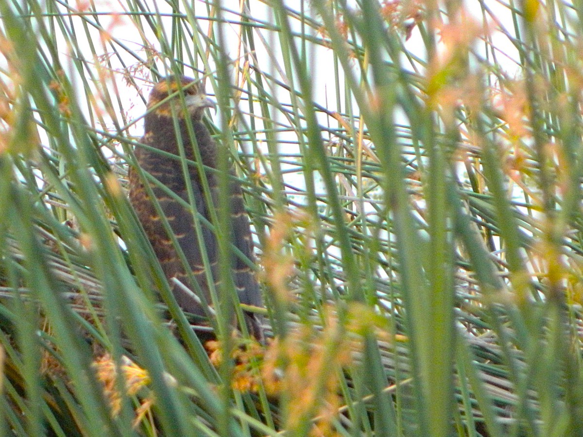 snegleglente - ML647411521