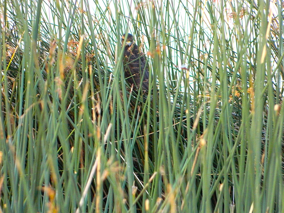 snegleglente - ML647411523