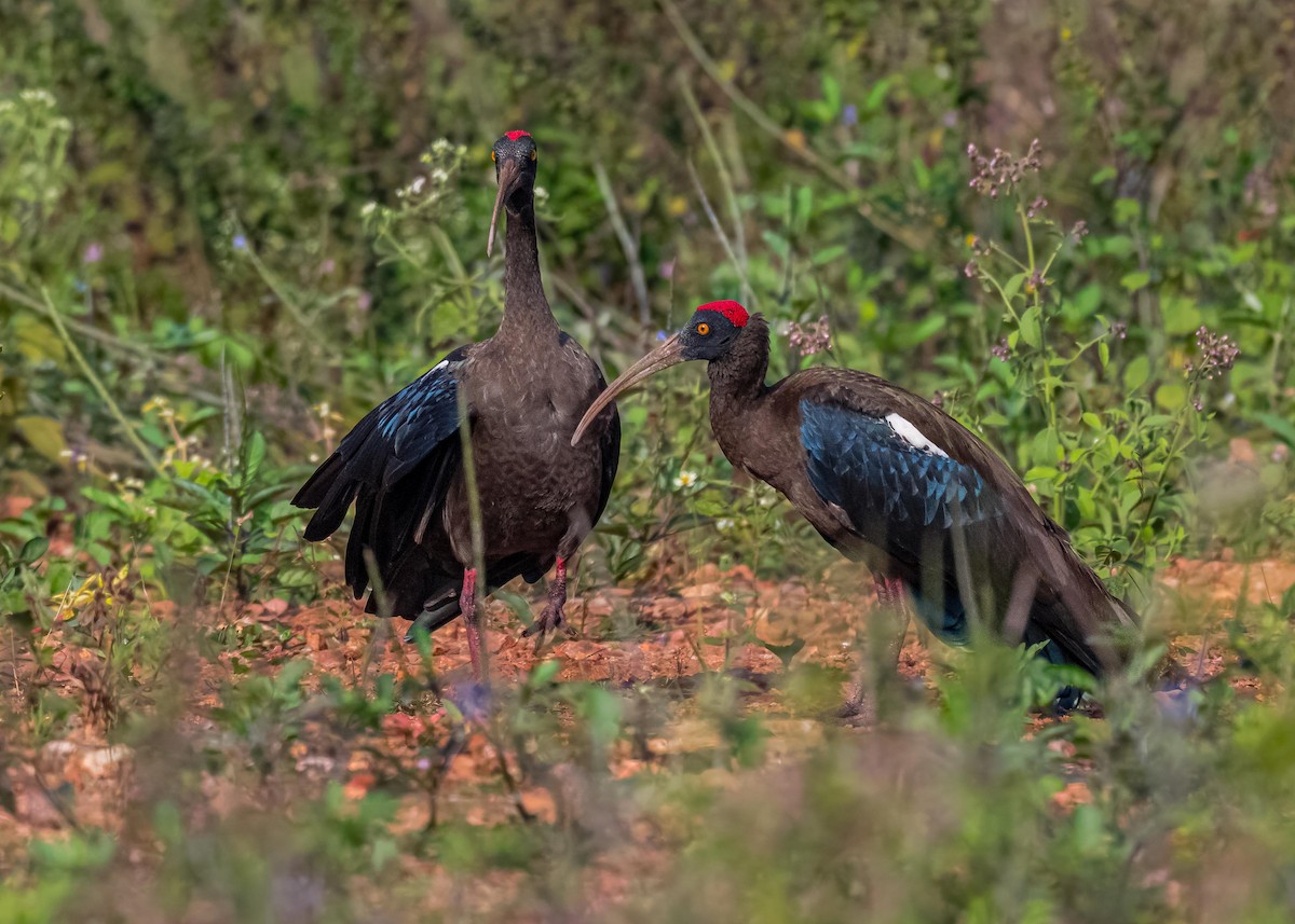 rødvorteibis - ML647411525