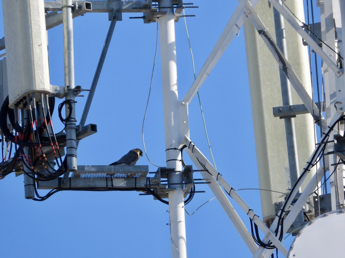 vandrefalk - ML647411532