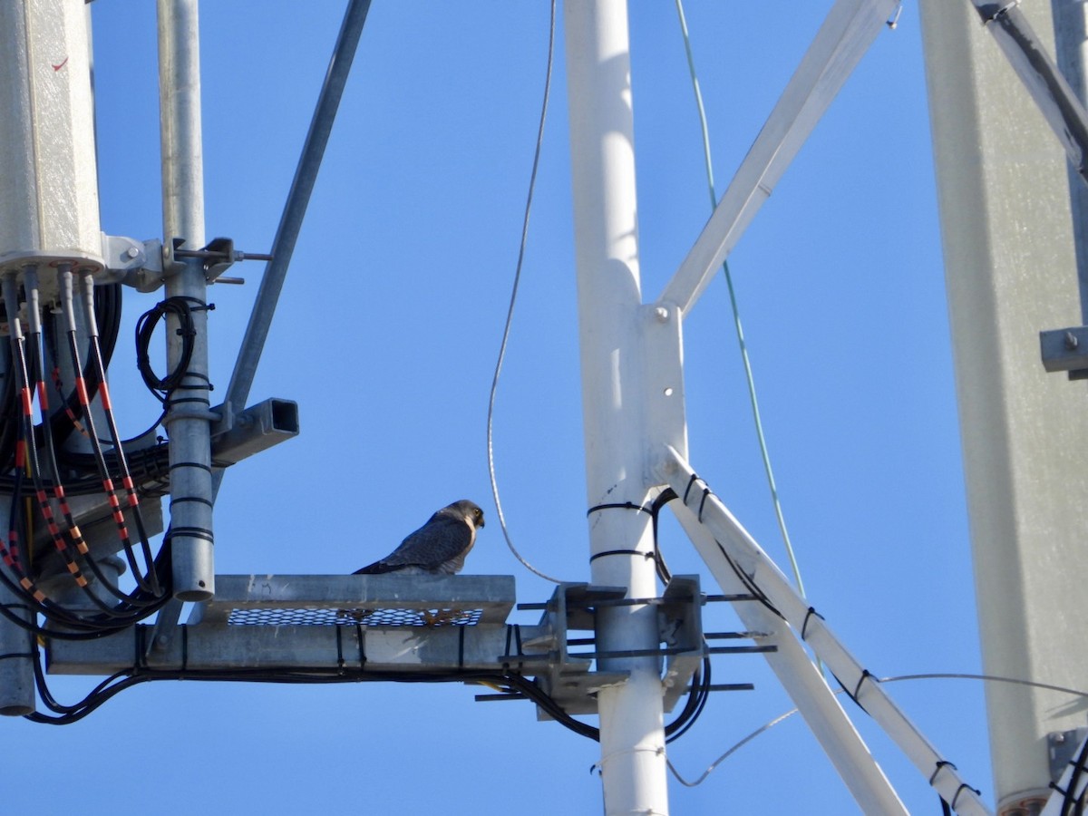 vandrefalk - ML647411533