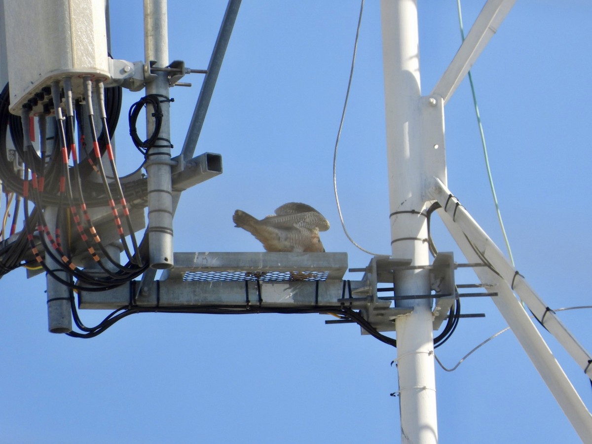 vandrefalk - ML647411534