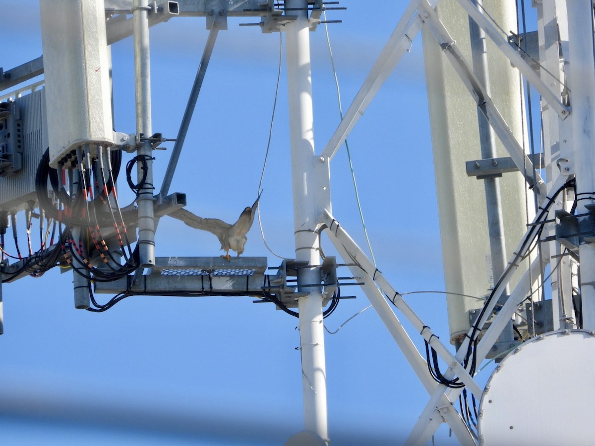 vandrefalk - ML647411535