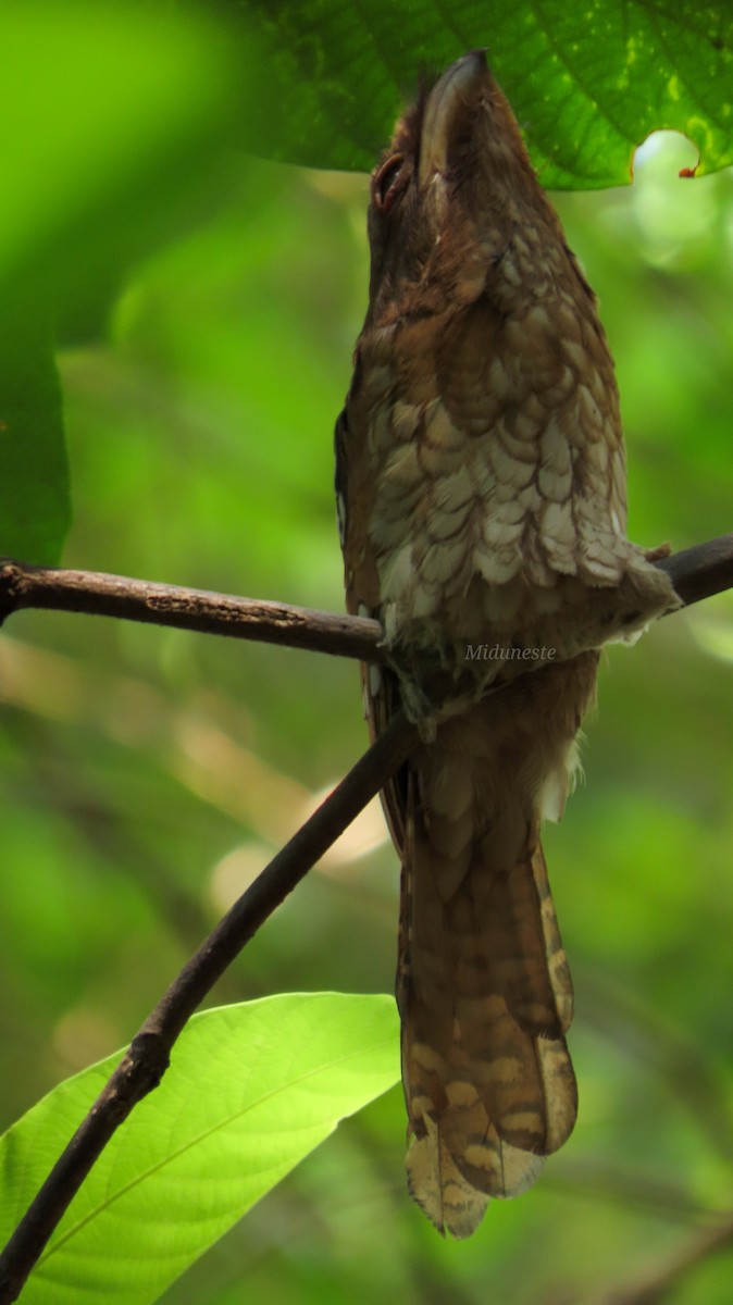 stjernefroskemunn - ML647411536