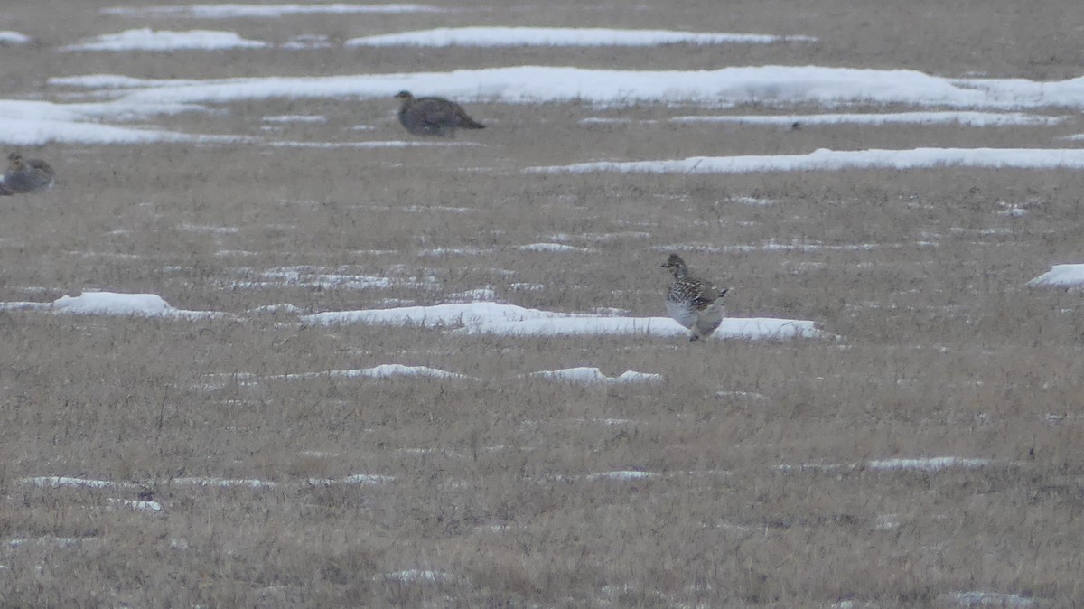 storpræriejerpe - ML647411538