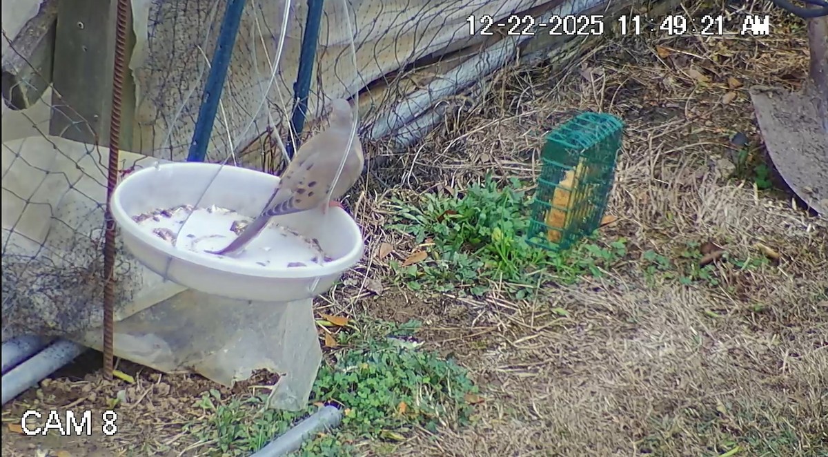 sørgedue - ML647411539