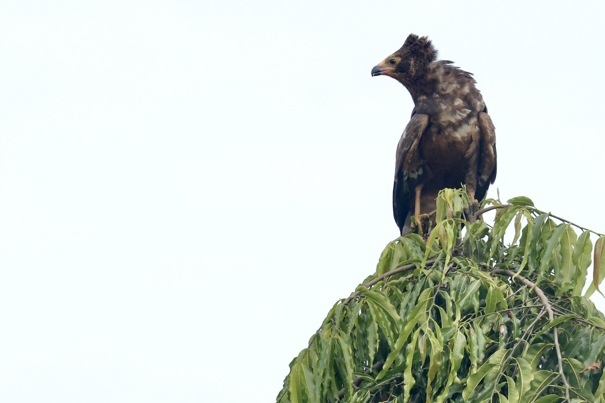 klatrehauk - ML647411541