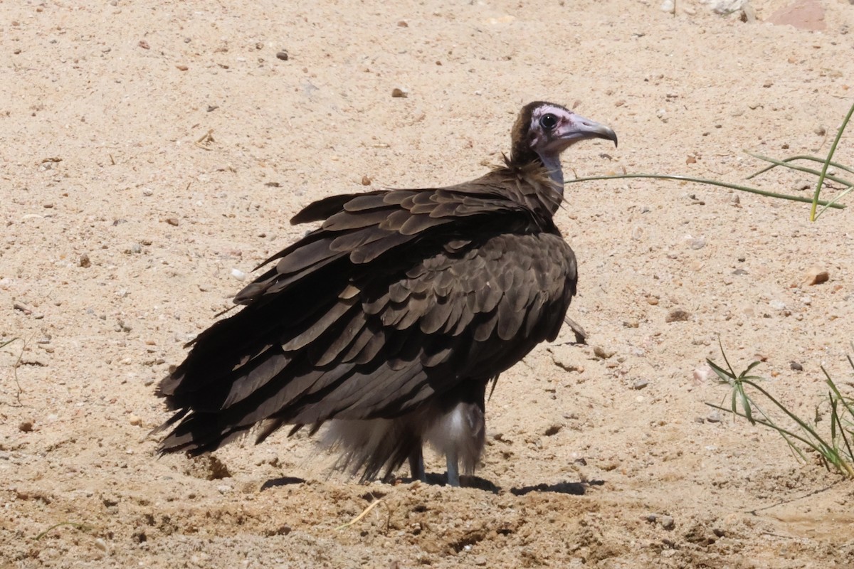 hettegribb - ML647411542