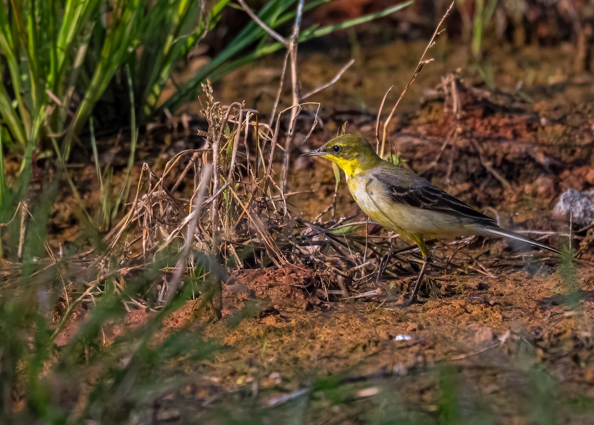 gulerle - ML647411545