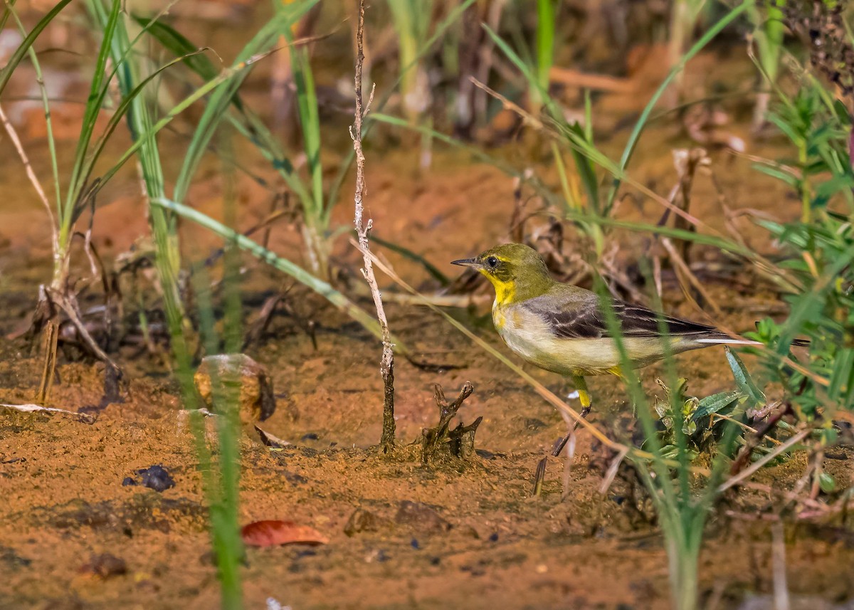 gulerle - ML647411546