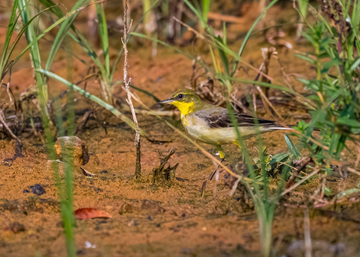 gulerle - ML647411547