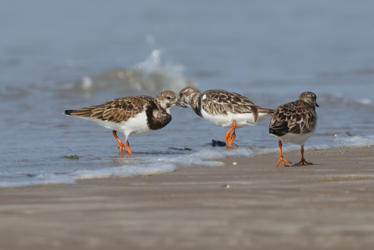 steinvender - ML647411548