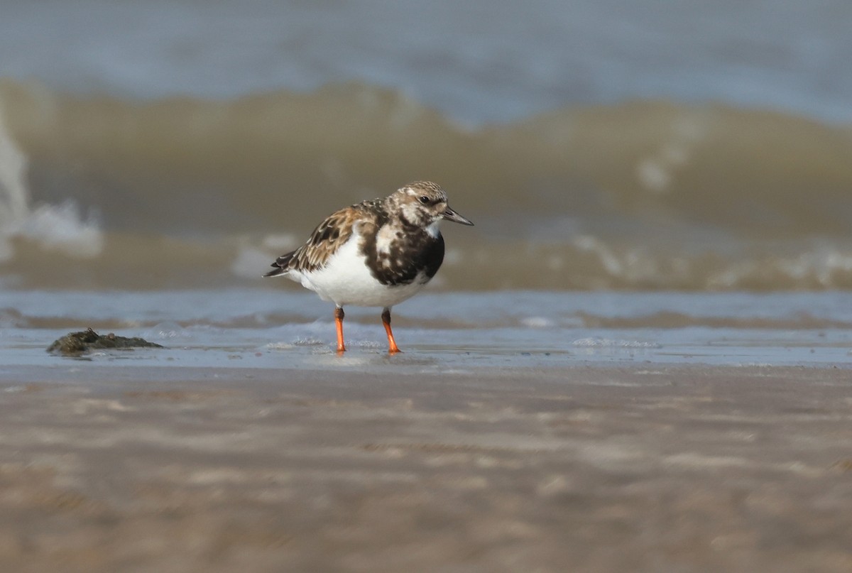 steinvender - ML647411549