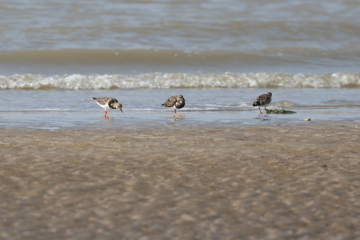 steinvender - ML647411550