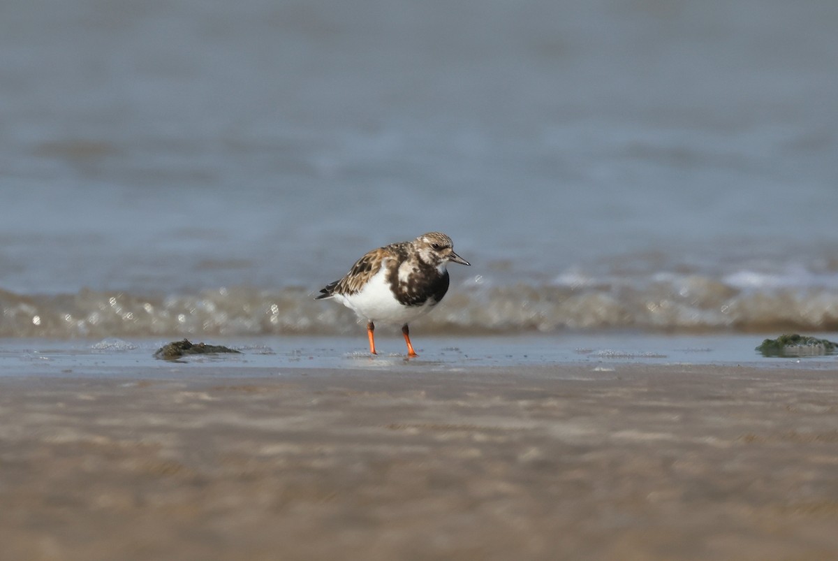 steinvender - ML647411551