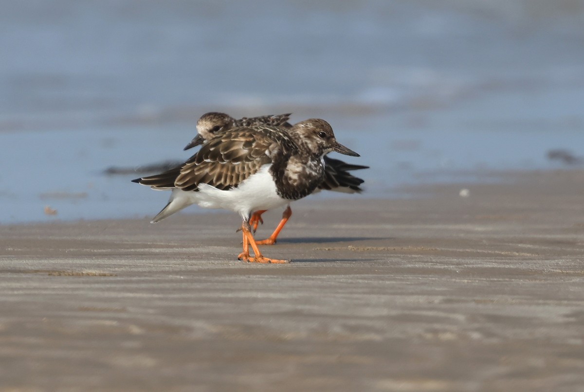 steinvender - ML647411552