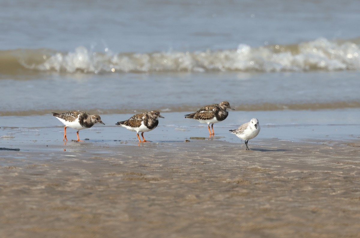 steinvender - ML647411553