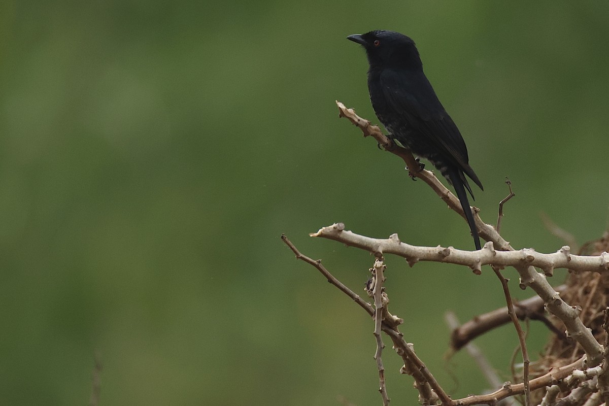 øglehauk - ML647411554