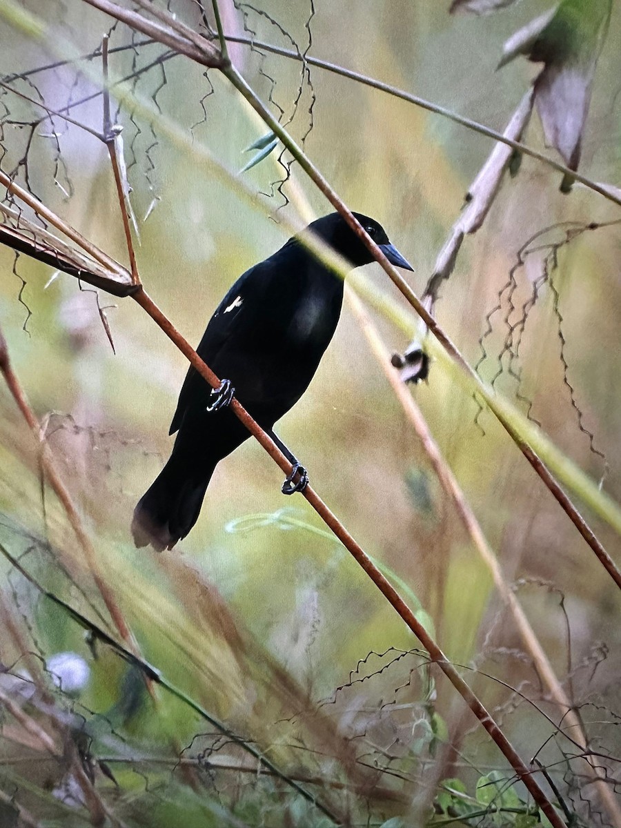 ildvingetrupial - ML647411556