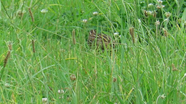 Common Quail - ML647411557