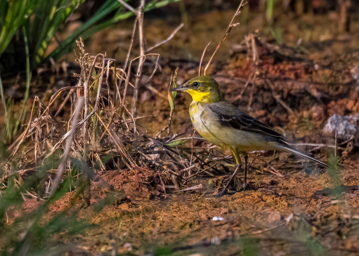 gulerle - ML647411559