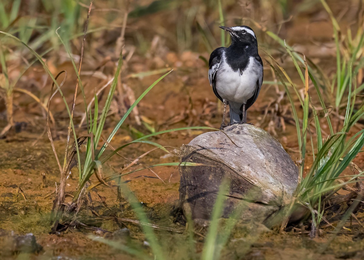 Weißbrauenstelze - ML647411568