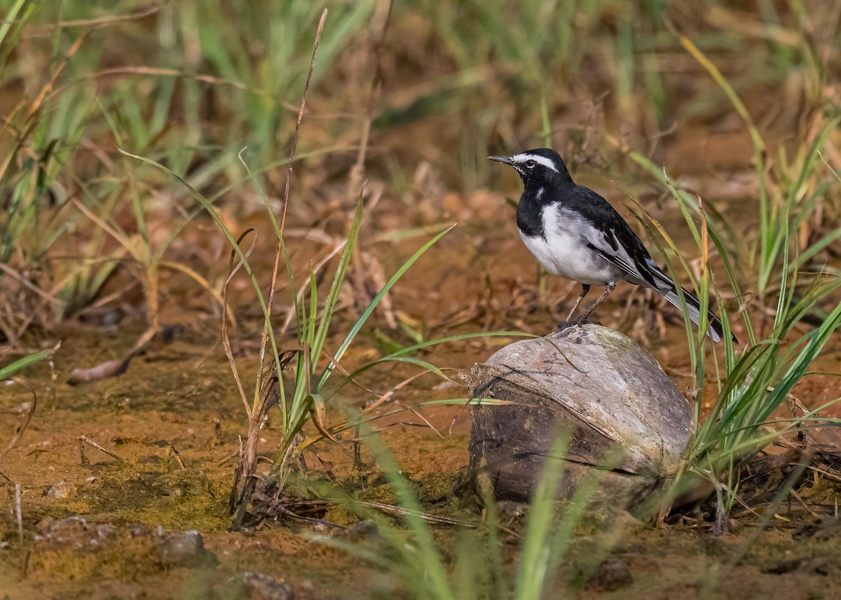 Weißbrauenstelze - ML647411569