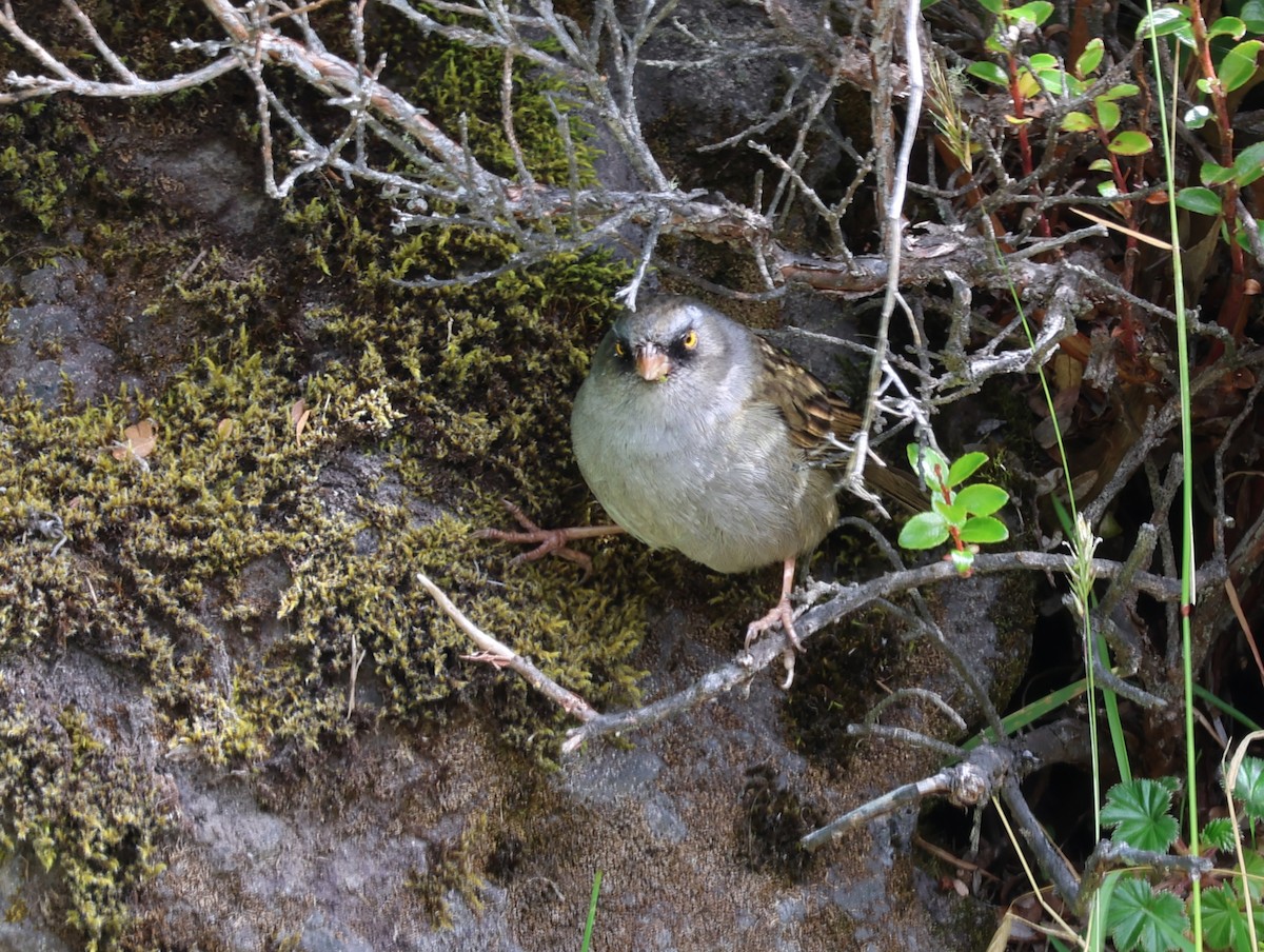 Пёстрый юнко - ML647411573