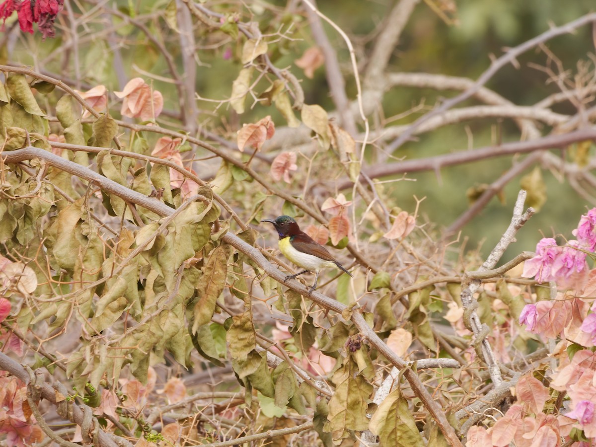 Purple-rumped Sunbird - ML647411574