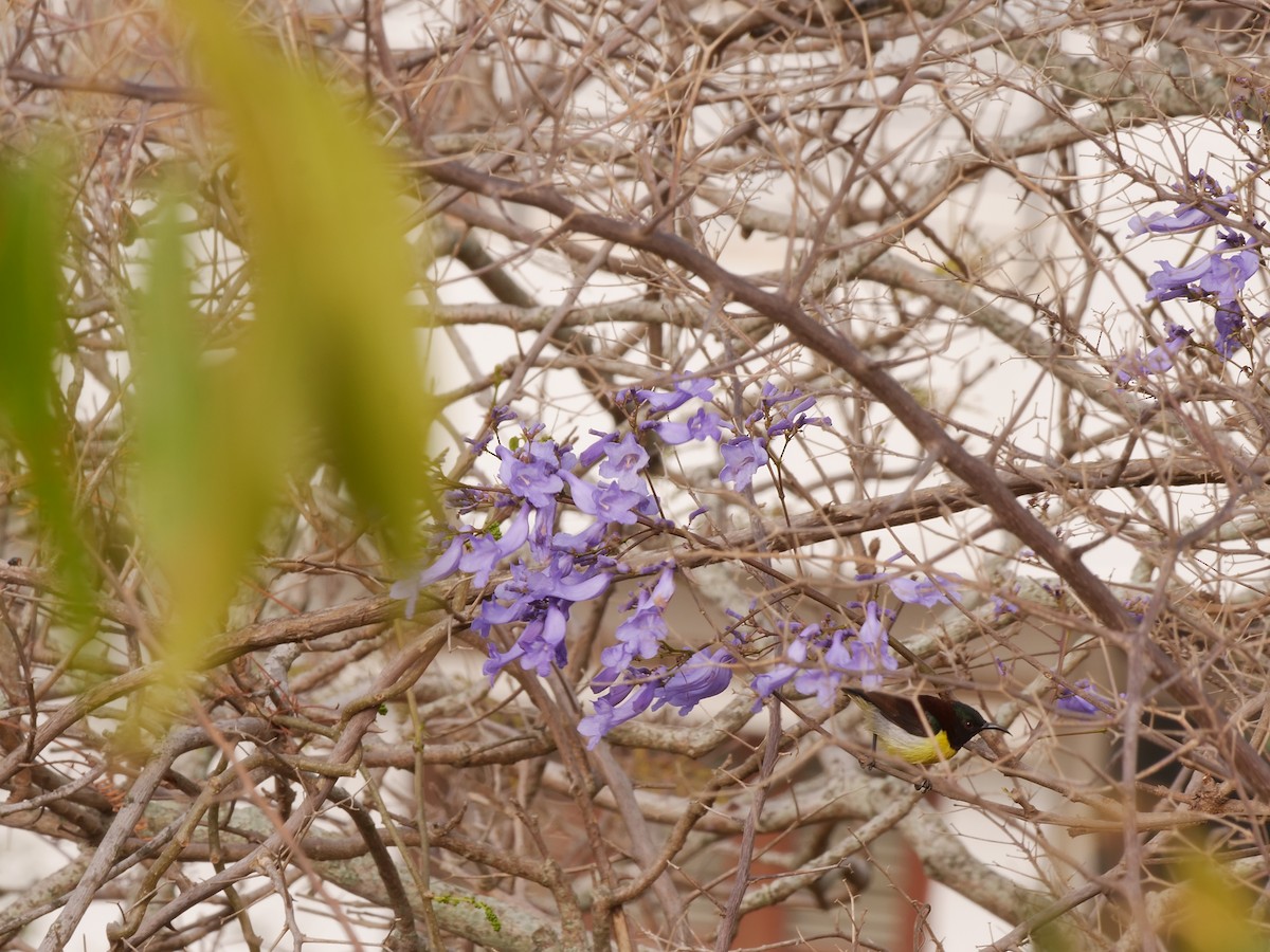 Purple-rumped Sunbird - ML647411577